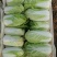 精品大棵娃娃菜