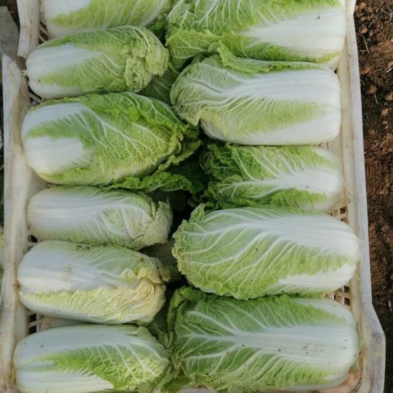 精品大棵娃娃菜