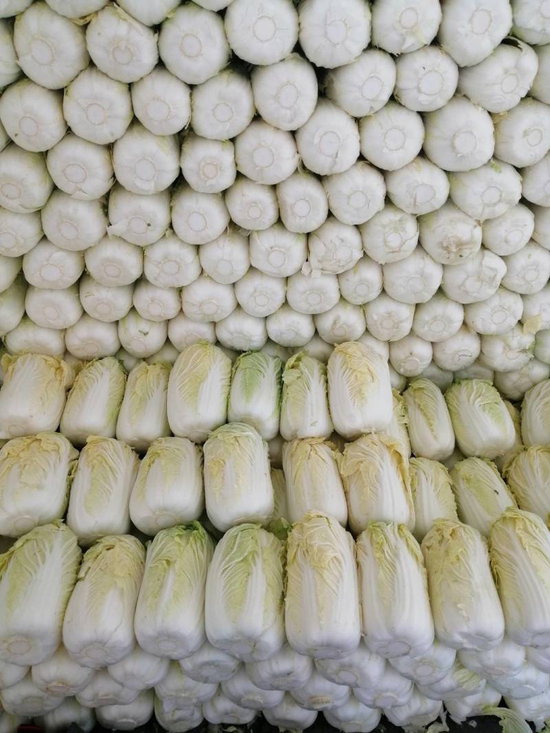 精品大棵娃娃菜