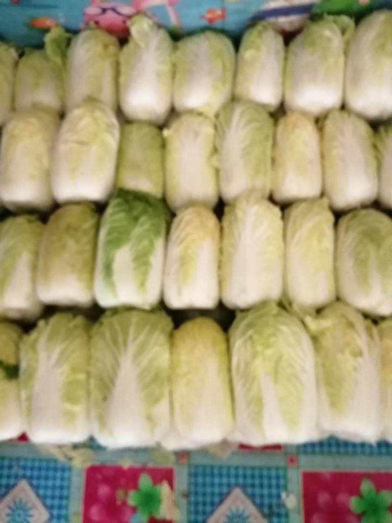 精品大棵娃娃菜