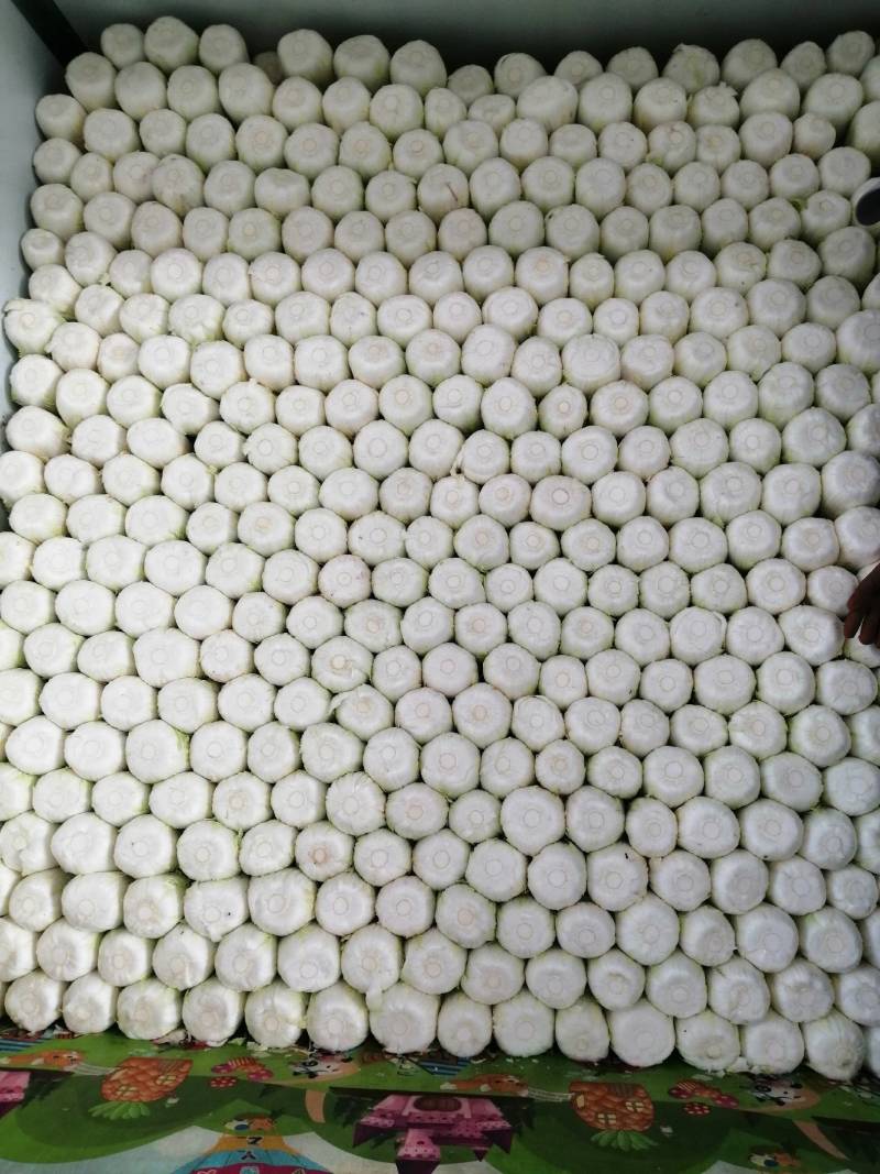 精品大棵娃娃菜