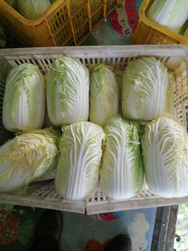 精品大棵娃娃菜