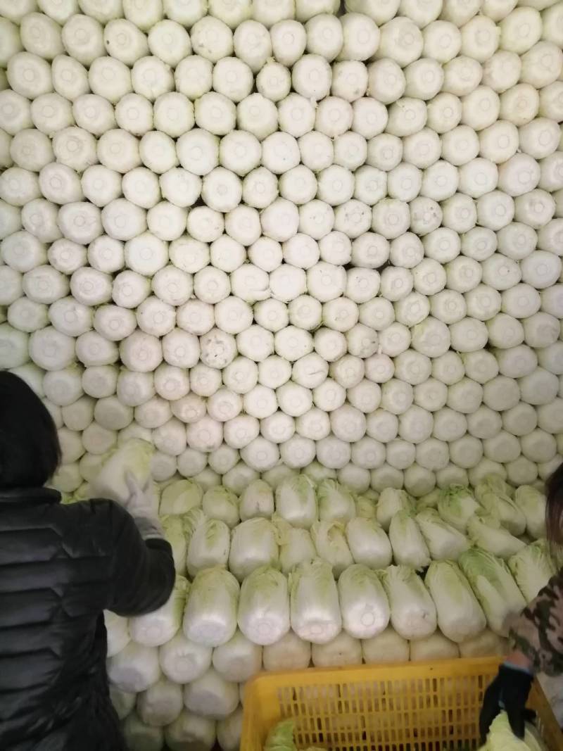 精品大棵娃娃菜