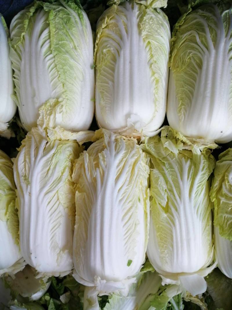 精品大棵娃娃菜
