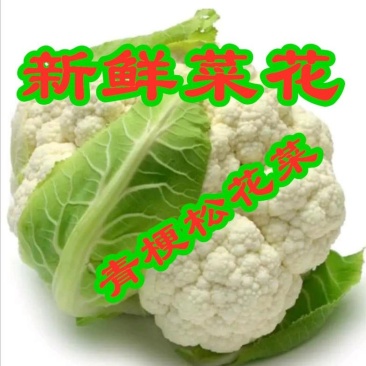 《精品》白菜花,散花,整车配货都可以,包装齐全,代收出货