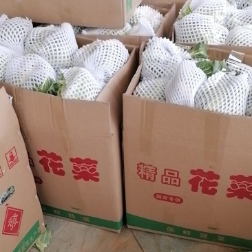 中国花菜，精品散花实花，提供各种包装，各种包装，代收代办