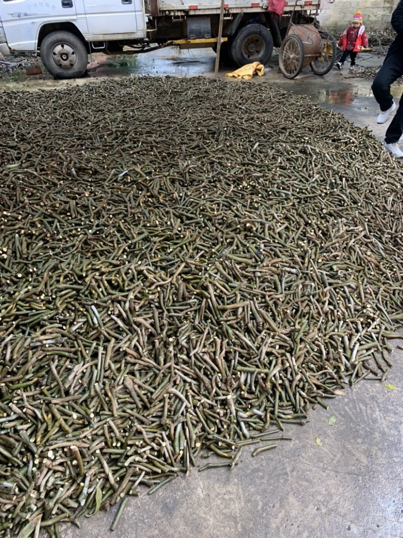 无渣粉葛苗藤县和平镇粉葛之乡粉葛种苗