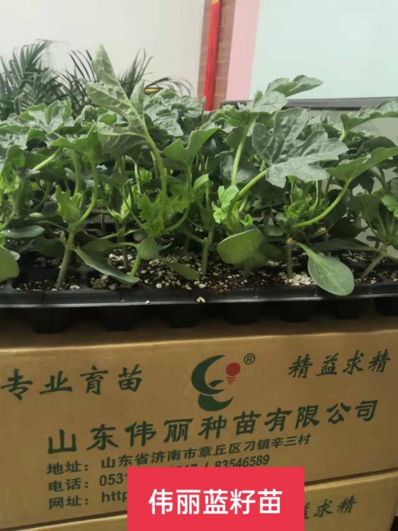 蓝仔超越梦想L6002K嫁接小型西瓜苗。