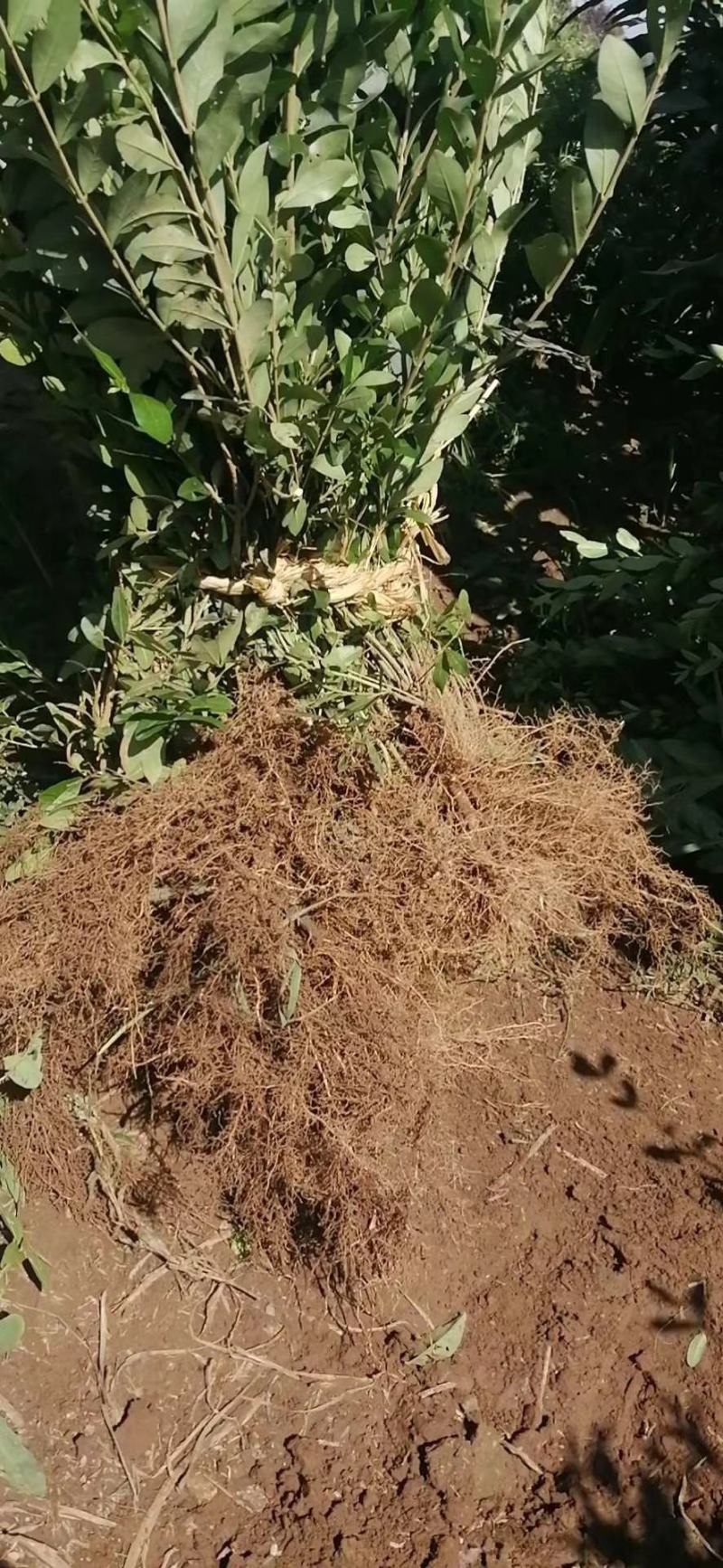 水蜡小苗水蜡苗水蜡女贞苗水蜡堆水蜡二年苗