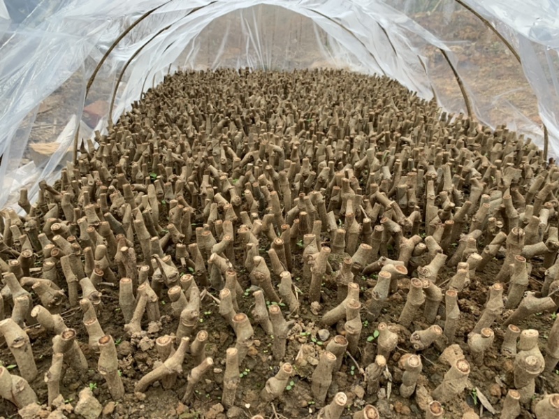 葛根苗葛根种苗粉葛种苗绿化苗木葛根苗无渣粉葛包活包技术