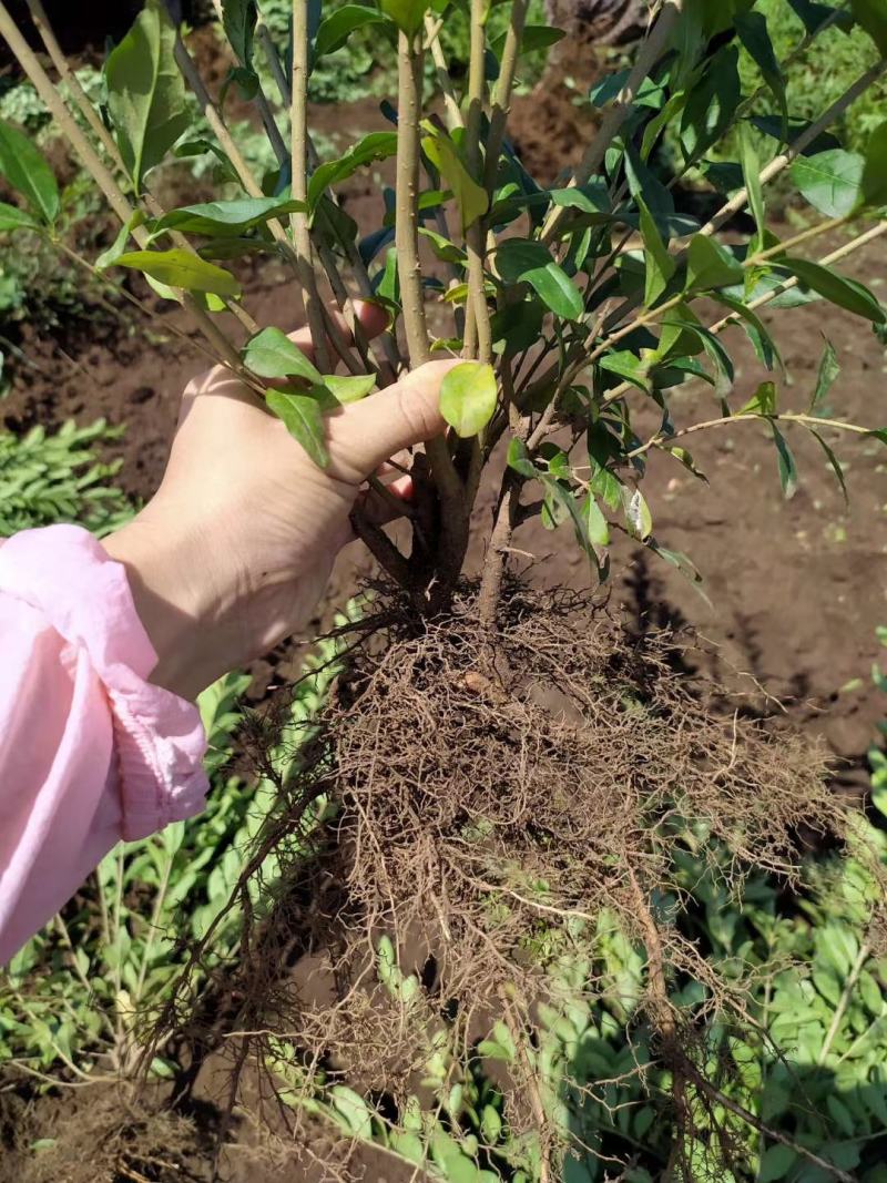 水蜡小苗水蜡苗水蜡女贞苗水蜡堆水蜡二年苗