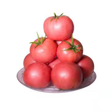 山东聊城西红柿弧二弧三规格齐全专业代办保质保量硬粉等品种