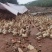红毛鸭子海南红鸭野鸭放养鸭水鸭