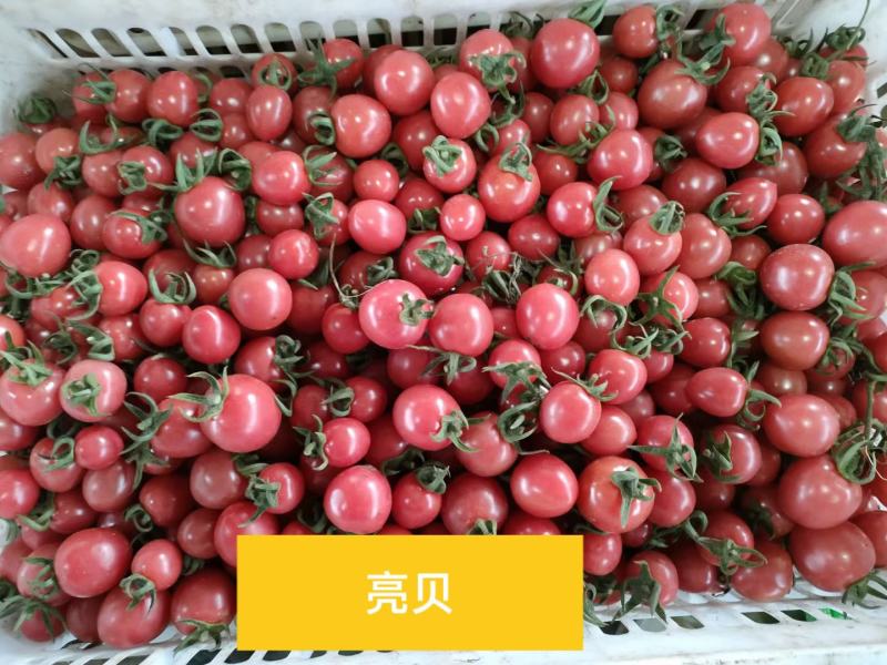 莘县千禧圣女果，贝贝大量供应电商平台，社区团购