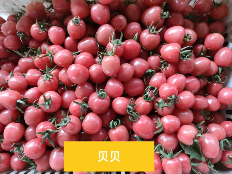 莘县千禧圣女果，贝贝大量供应电商平台，社区团购