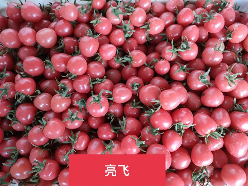莘县千禧圣女果，贝贝大量供应电商平台，社区团购