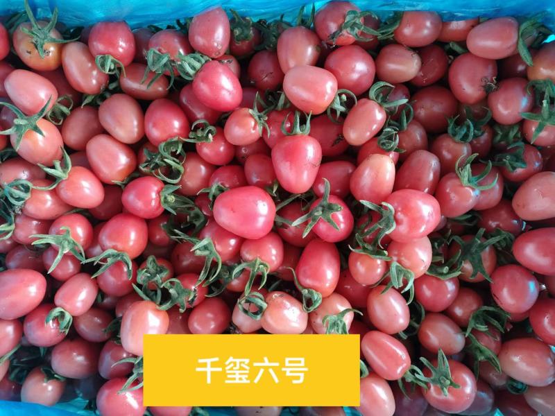 莘县千禧圣女果，贝贝大量供应电商平台，社区团购