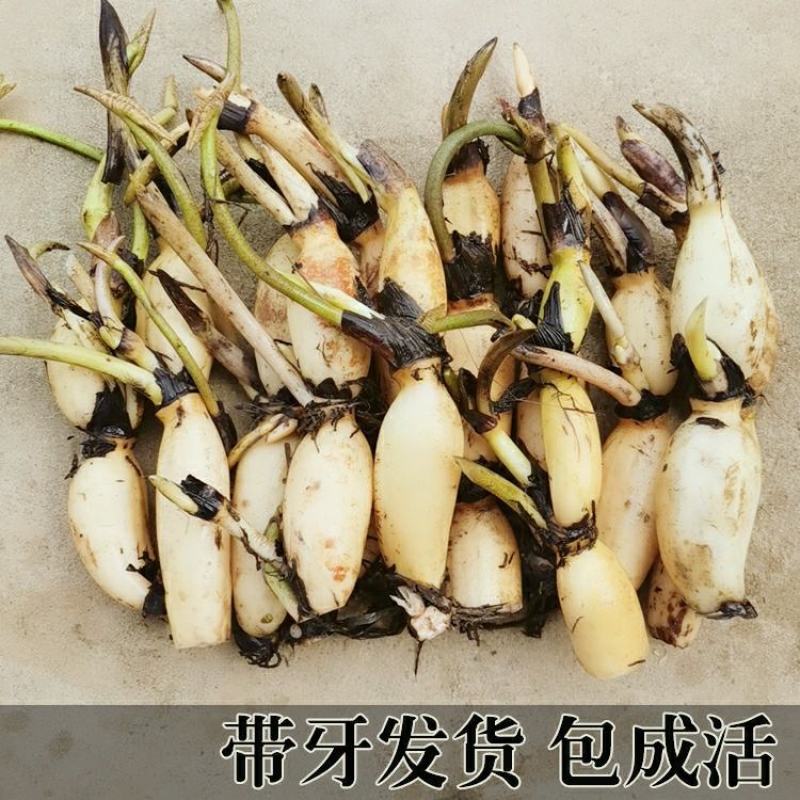 食用莲藕种苗种根池田高产大型蔬菜莲藕荷花苗粉脆籽藕种根苗