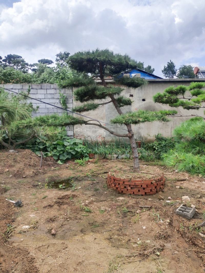 优美造型松，