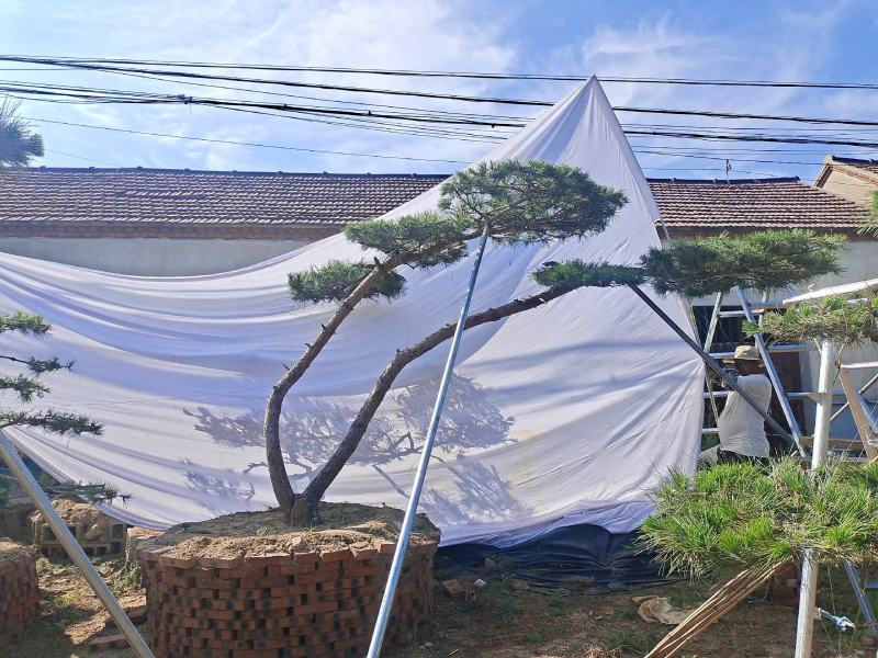 优美造型松，