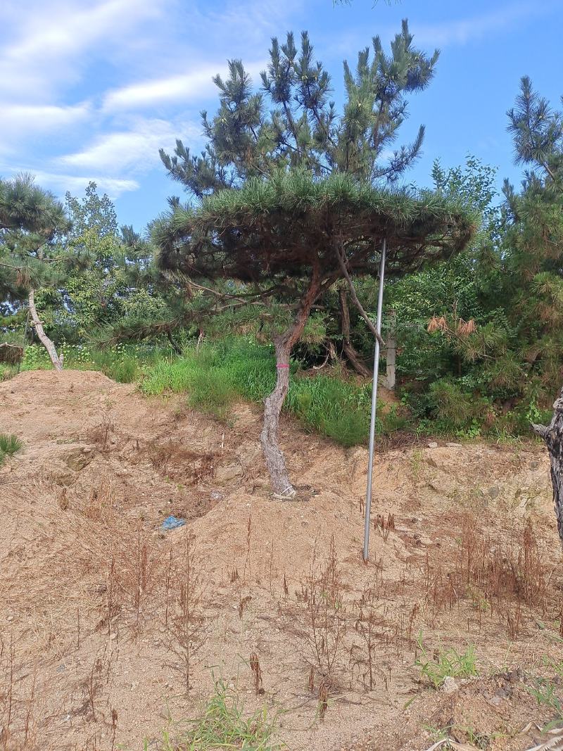 优美造型松，
