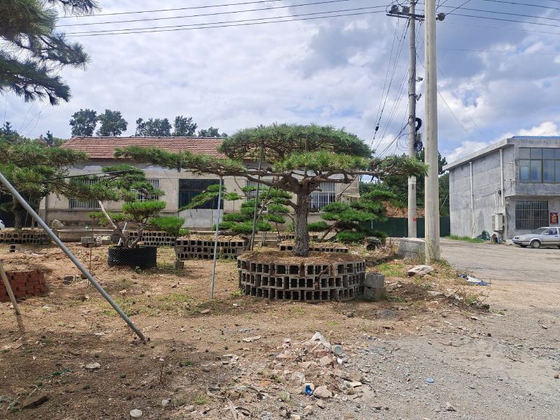 优美造型松，