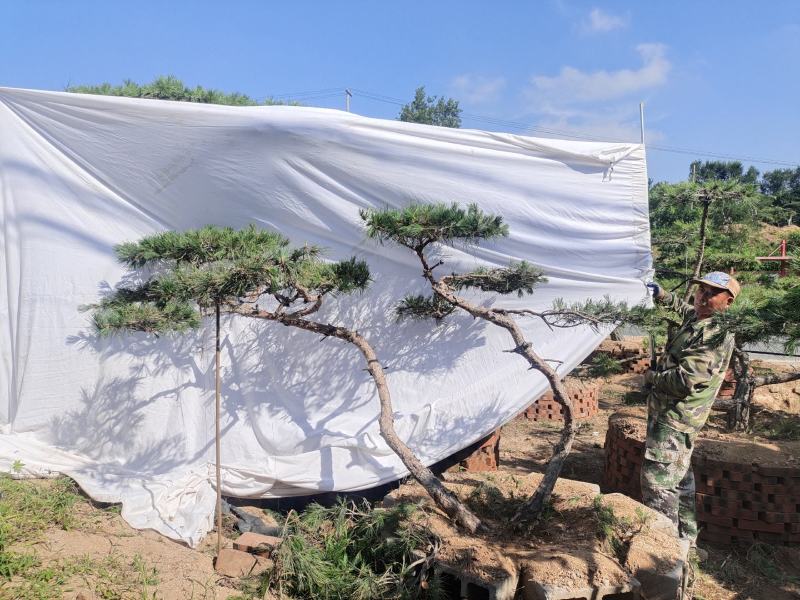 优美造型松，