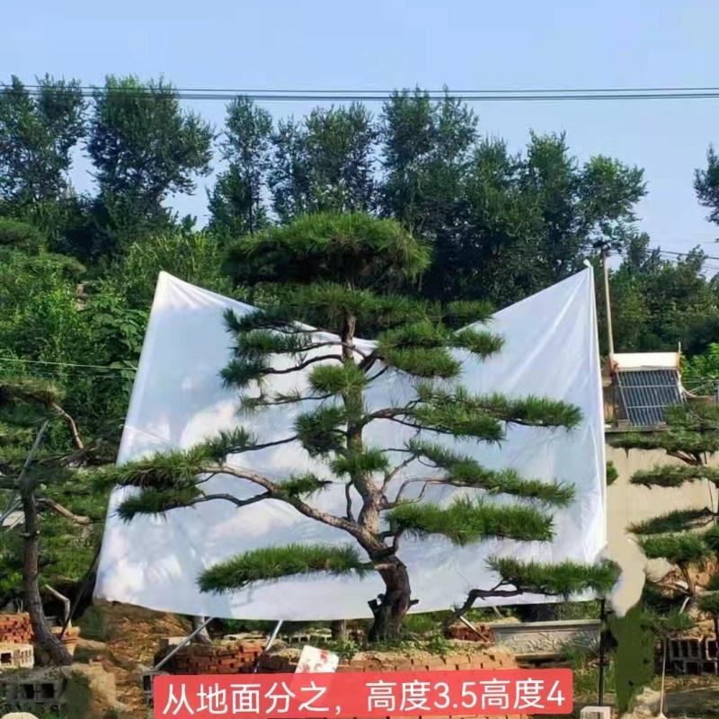 优美造型松，