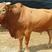 活牛出售西门塔尔小牛犊活体小牛鲁西黄牛牛小牛崽纯种肉牛犊
