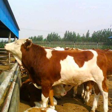 活牛出售西门塔尔小牛犊活体小牛鲁西黄牛牛小牛崽纯种肉牛犊