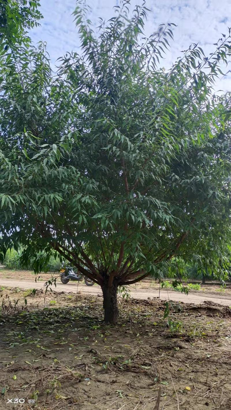 山桃苗1到10公分的量大，树形优美
