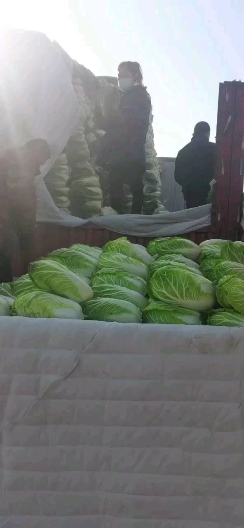 产地山东聊城，精品黄心白菜，代收，代发全国各地。