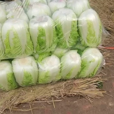产地山东聊城，精品黄心白菜，代收，代发全国各地。