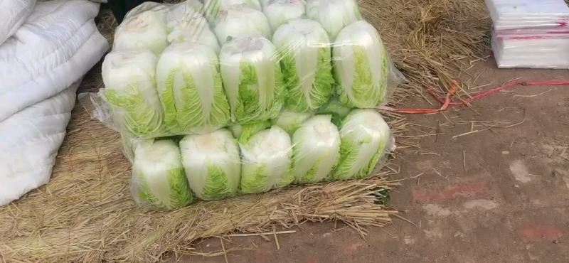 产地山东聊城，精品黄心白菜，代收，代发全国各地。