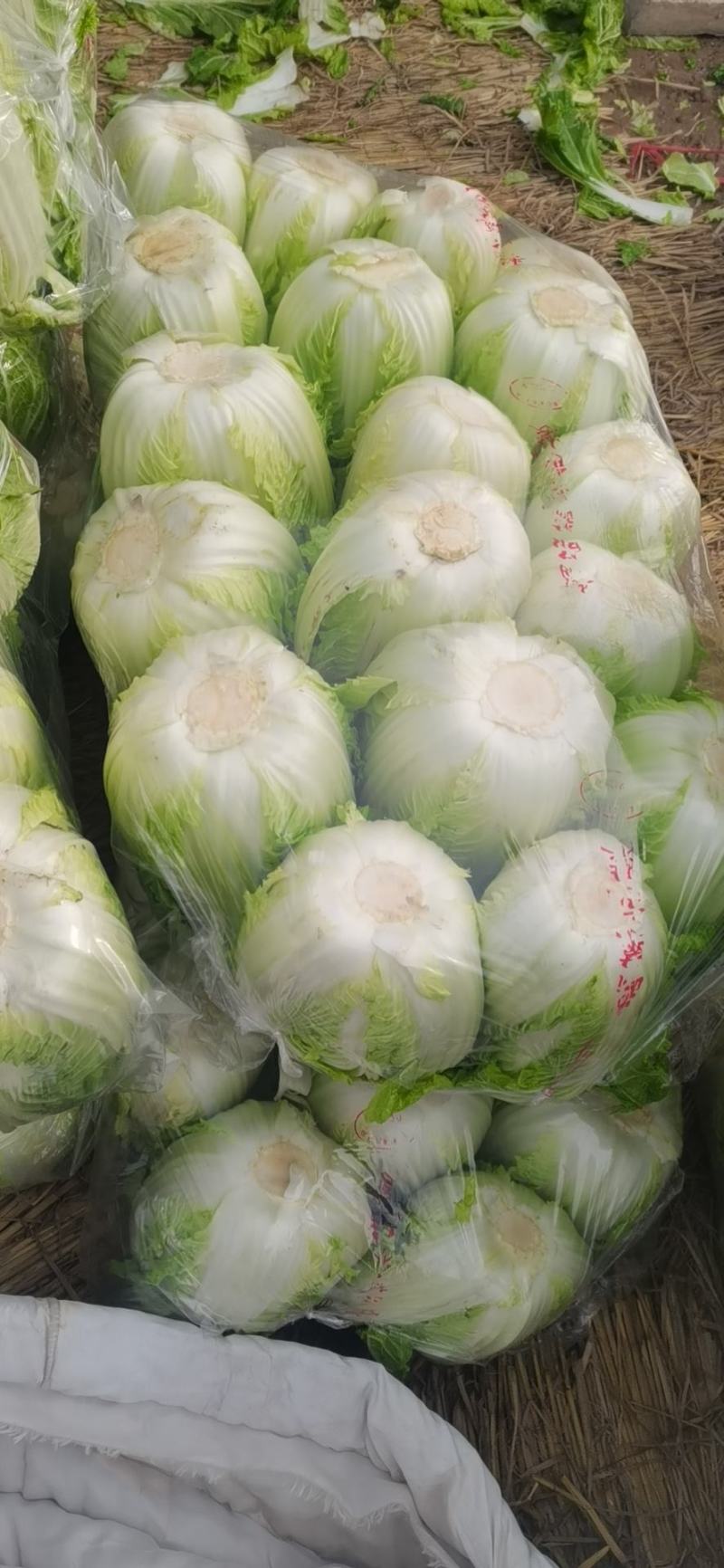 产地山东聊城，精品黄心白菜，代收，代发全国各地。