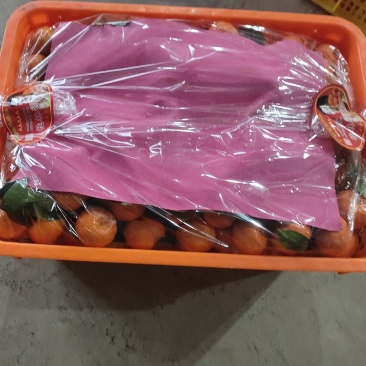 广西特级精品砂糖桔，荣誉果业种植基地，精品果