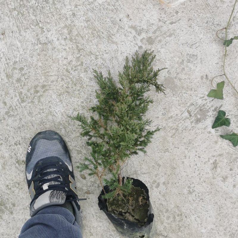 基地直销精品铺地柏