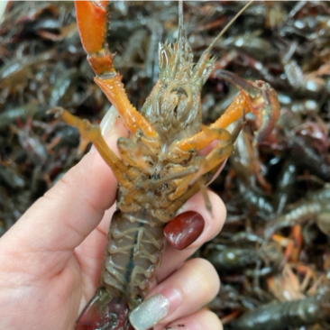 湖北潜江清水养殖小龙虾自家基地自供