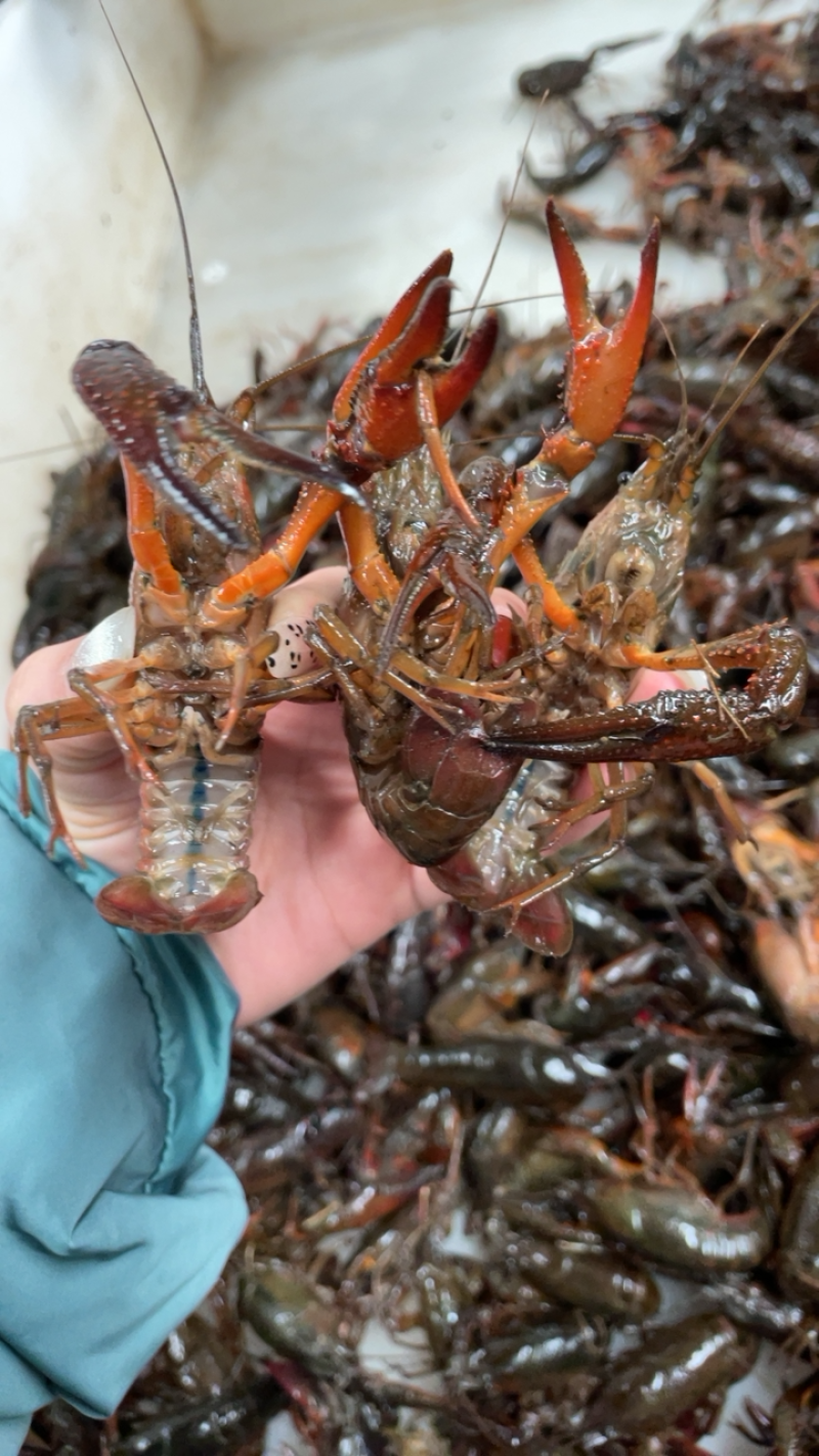 湖北潜江清水养殖小龙虾自家基地自供