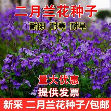 二月兰花种子诸葛菜花草种子春秋季播景观花海宿根耐阴耐寒绿