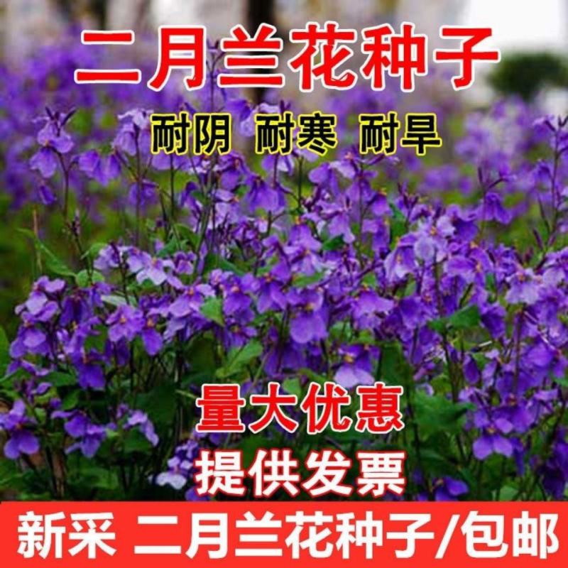 二月兰花种子诸葛菜花草种子春秋季播景观花海宿根耐阴耐寒绿
