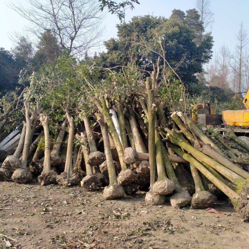 基地直销各规格占地桂花，棒棒桂花，发家致富好选择，