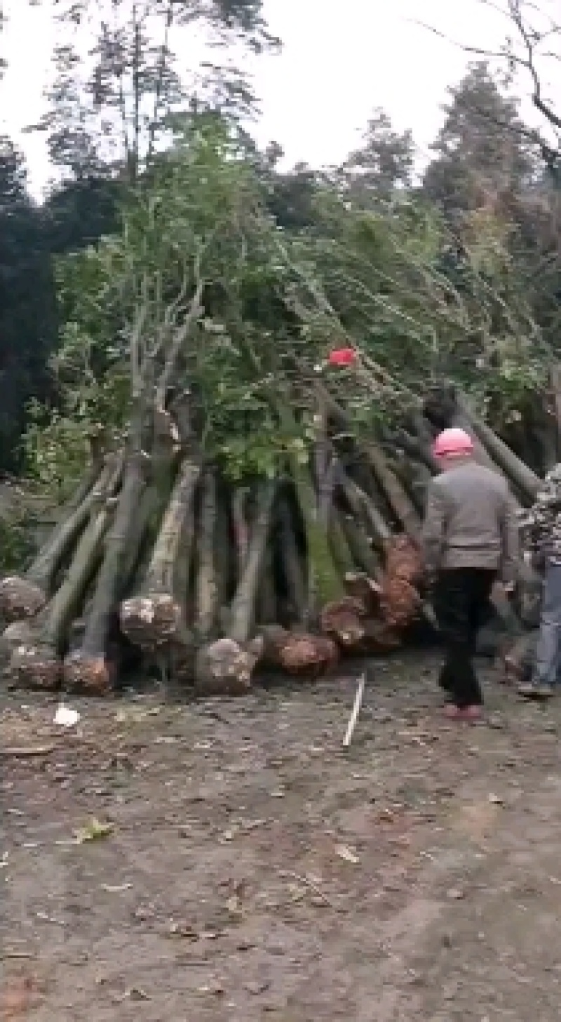 基地直销各规格占地桂花，棒棒桂花，发家致富好选择，