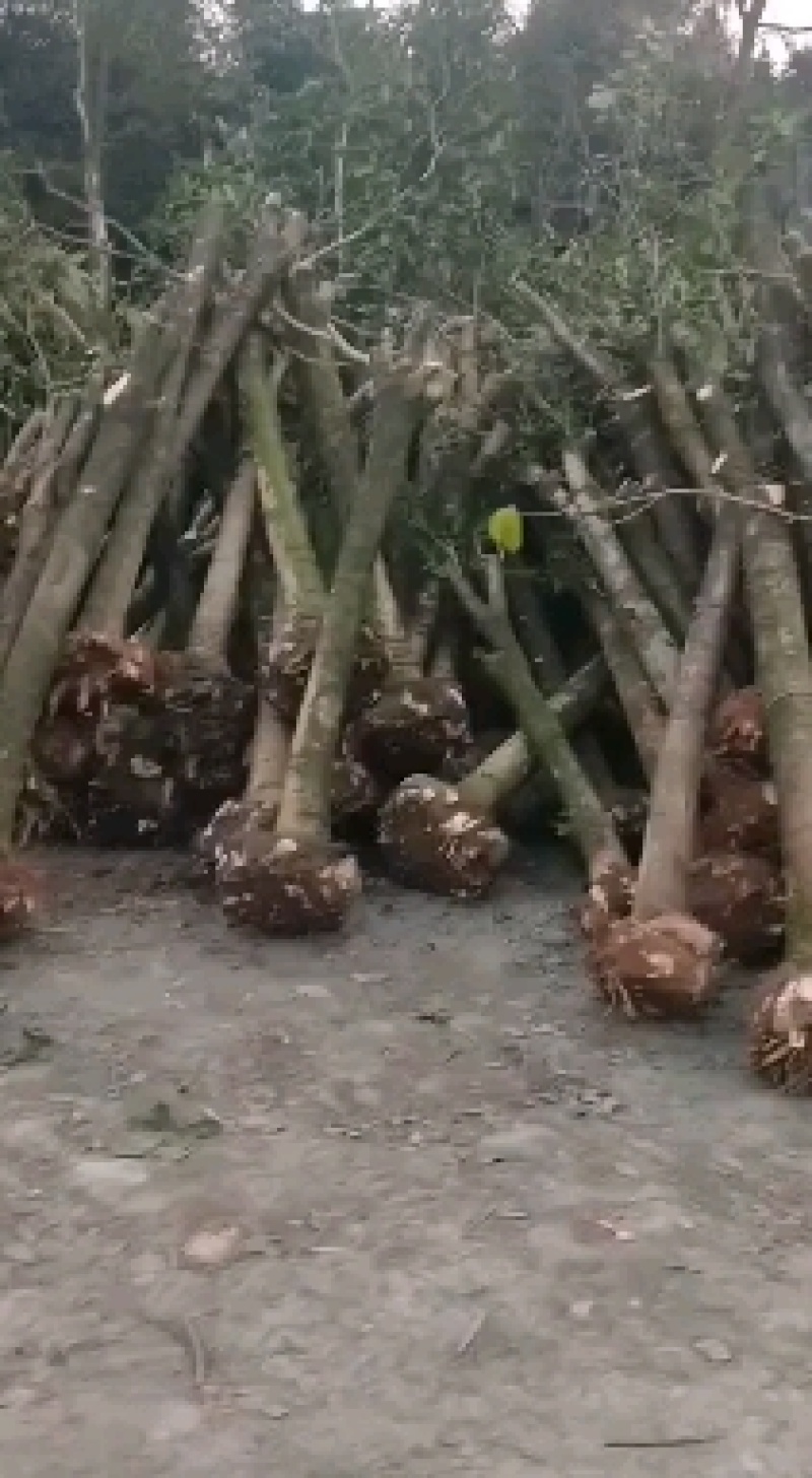 基地直销各规格占地桂花，棒棒桂花，发家致富好选择，