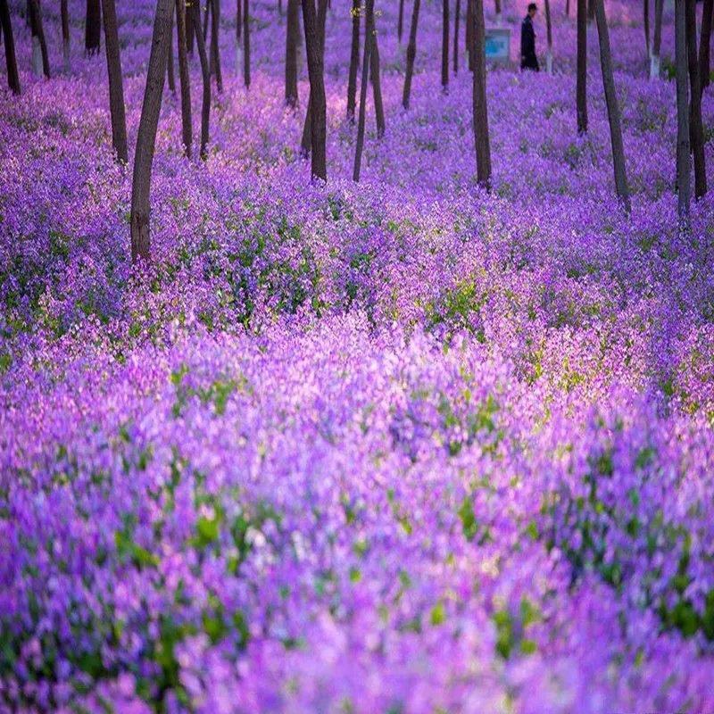 二月兰花种子诸葛菜花草种子春秋季播景观花海宿根耐阴耐寒绿