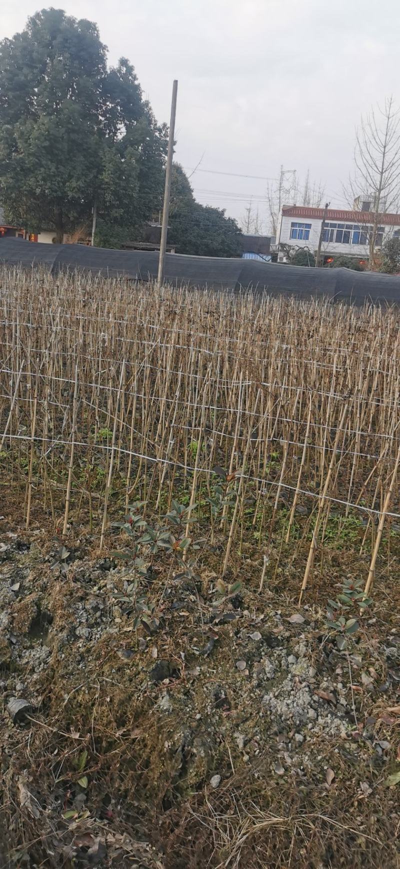 基地直销黄连木小苗