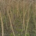 基地直销黄连木小苗