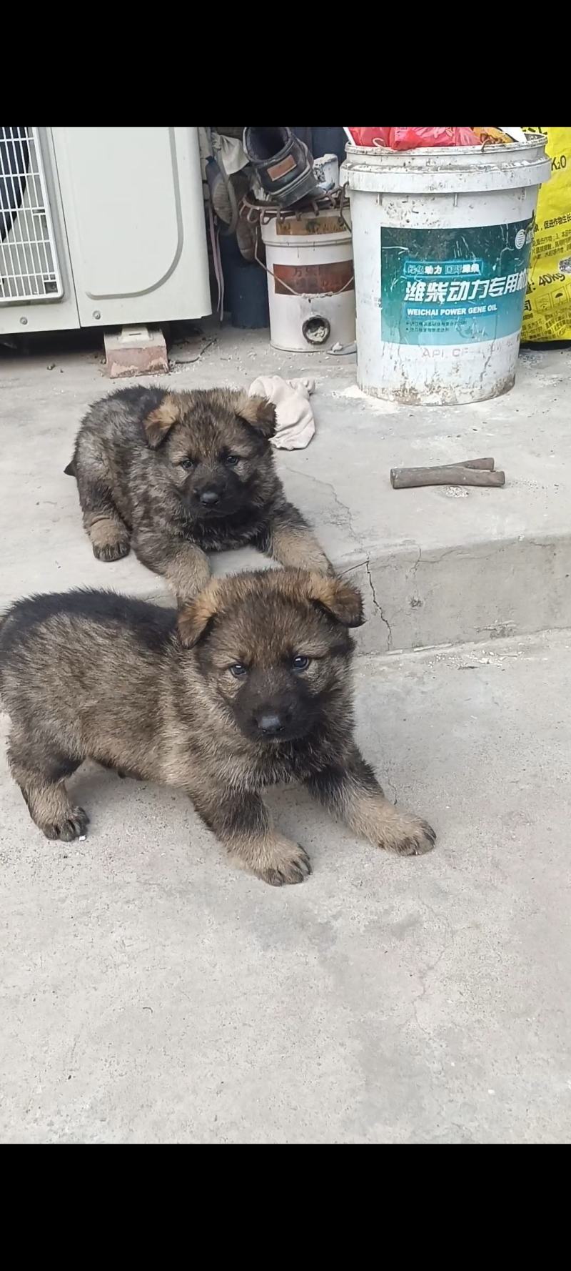 东德牧羊犬