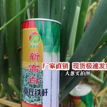 特惠山东章丘高巨白甜脆大葱种子批发价，包邮