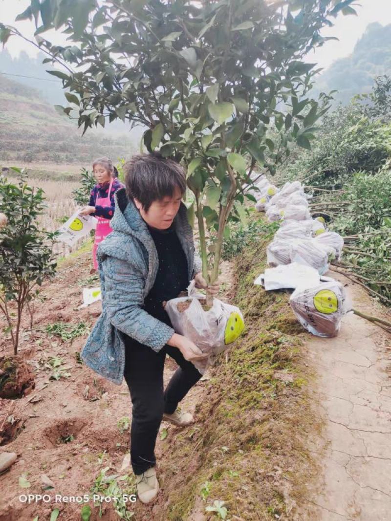 沃柑苗